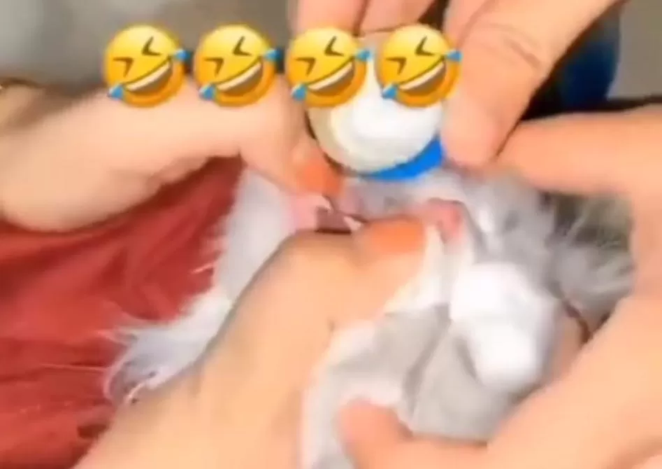 Viral sebuah video yang memperlihatkan seekor kucing dicekoki miras oleh tiga orang perempuan. (Istimewa)