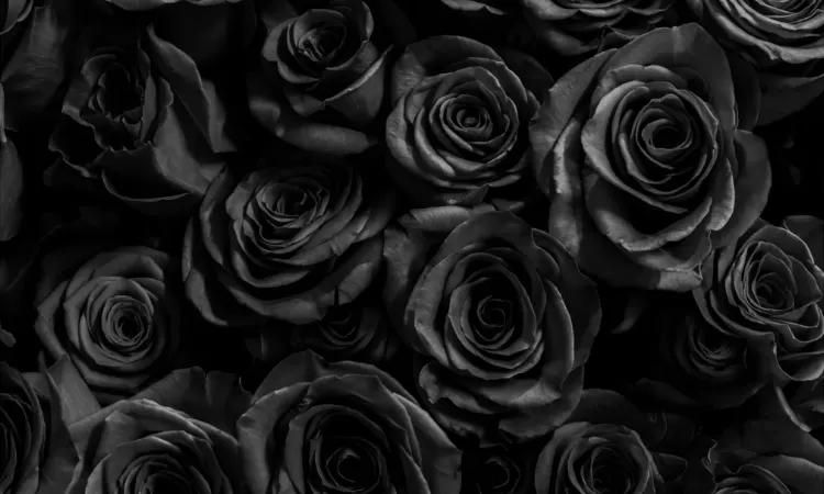 Potret bunga mawar hitam. / (./proflowers.com)