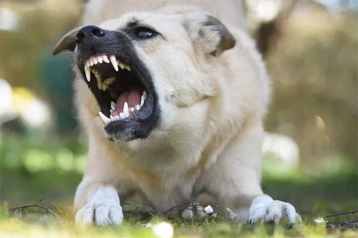 Gigitan anjing dapat membahayakan manusia. (Pexels)