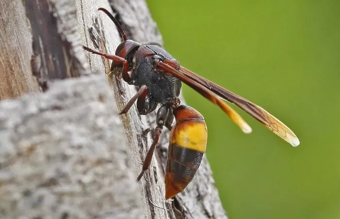 Wujud tawon endhas atau tawon vespa dengan nama latin Vespa affinis. / sumber: pictureinsect.com