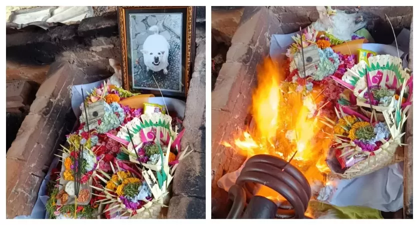 Aktivitas kremasi hewan di Bali Pet Burial Cremation Tabanan, Bali. /sumber: Bali Express