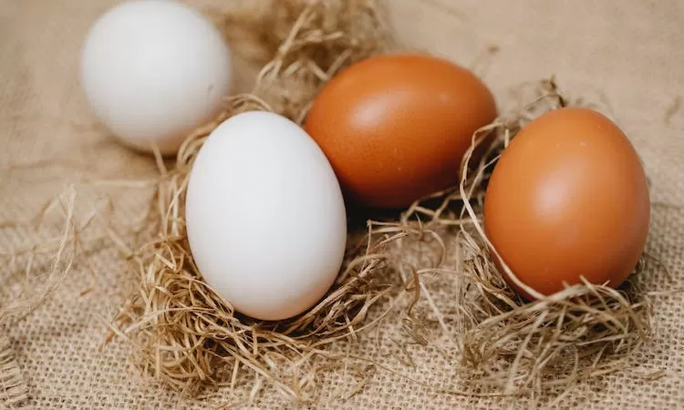 Perbedaan telur warna coklat dan puth. (sumber: pexels/ Klaus Nielsen)