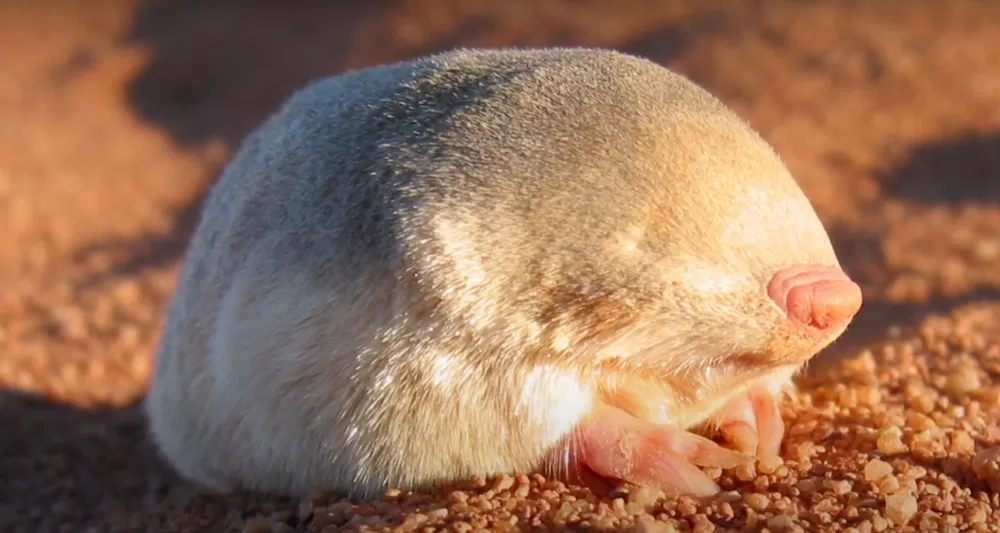 Tikus tanah berbulu emas De Winton ditemukan kembali pada 2023 melalui pelacakan DNA lingkungan setelah tidak terlihat sejak 1937. (The Animal Rescue Site)