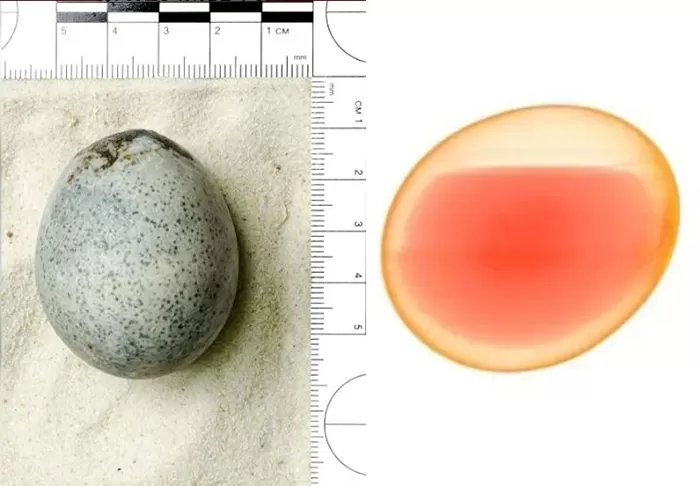 Gambar CT scan telur menunjukkan bagian tengah cairannya yang masih utuh (Facebook Oxford Archaeology & University of Kent)