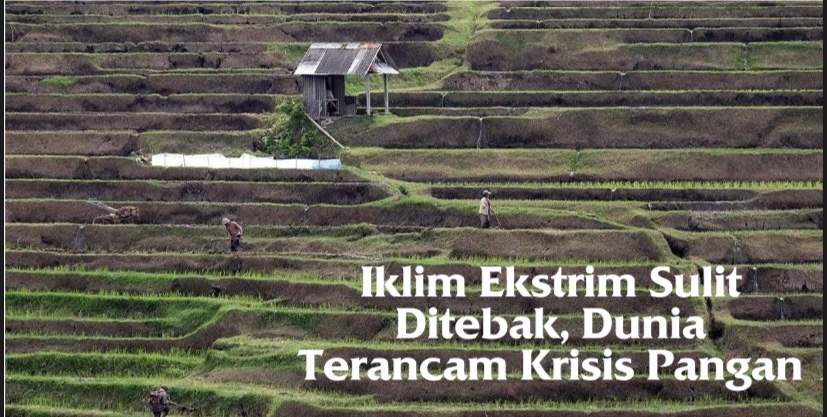 Ilustrasi: krisis pangan dan kondisi persawahan di Indonesia saat musim hujan dan musim panas