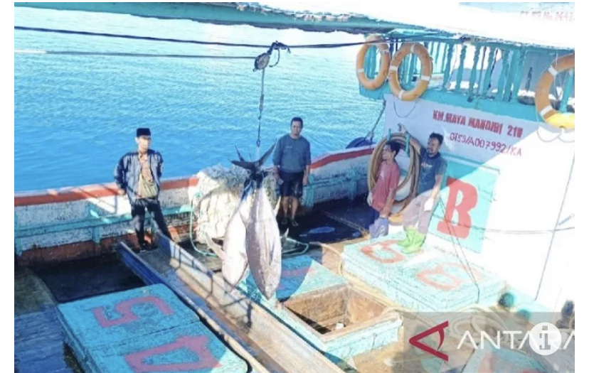 Potensi ikan tuna segar hasil tangkapan nelayan di perairan Teluk Cenderawasih Biak, Papua yang dibongkar di pelabuhan perikanan Biak. ANTARA/Muhsidin