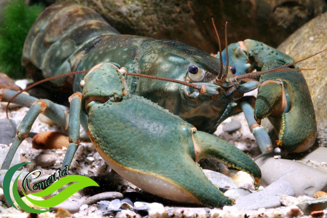 Udang Selingkuh Papua atau Cherax Monticola. Dok: Wikipedia
