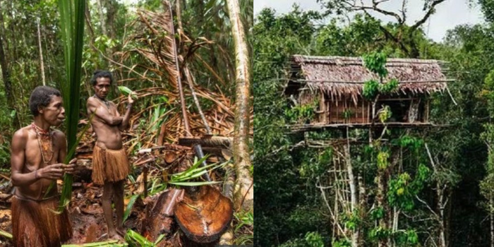 Suku Korowai, sebuah komunitas terasing di pedalaman hutan Papua, telah menjadi pusat perhatian dengan tradisi unik mereka yang membangun rumah di atas pohon