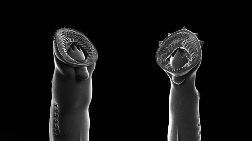 Spesies ikan lamprey