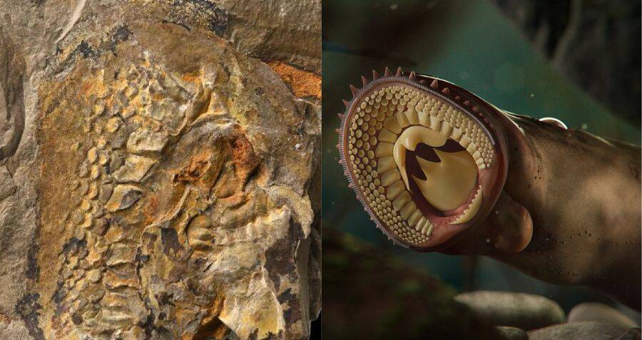 Para ilmuwan menemukan fosil-fosil lamprey yang sangat langka di China utara
