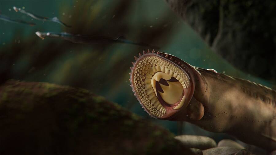 Spesies ikan lamprey