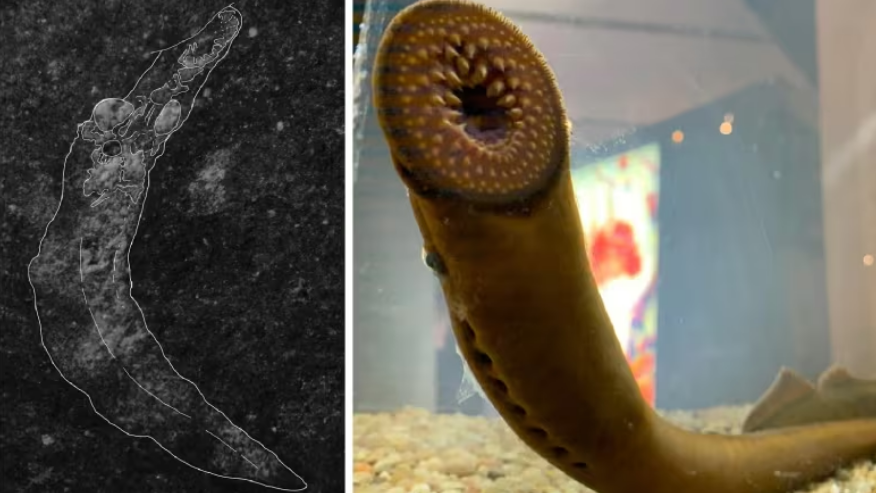 Fosil Lamprey Raksasa Berusia 160 Juta Tahun