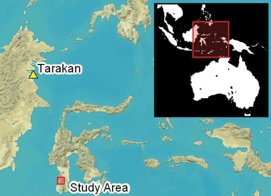 Gigi hiu yang dimodifikasi berusia 7.000 tahun ditemukan di pulau Sulawesi, Indonesia.