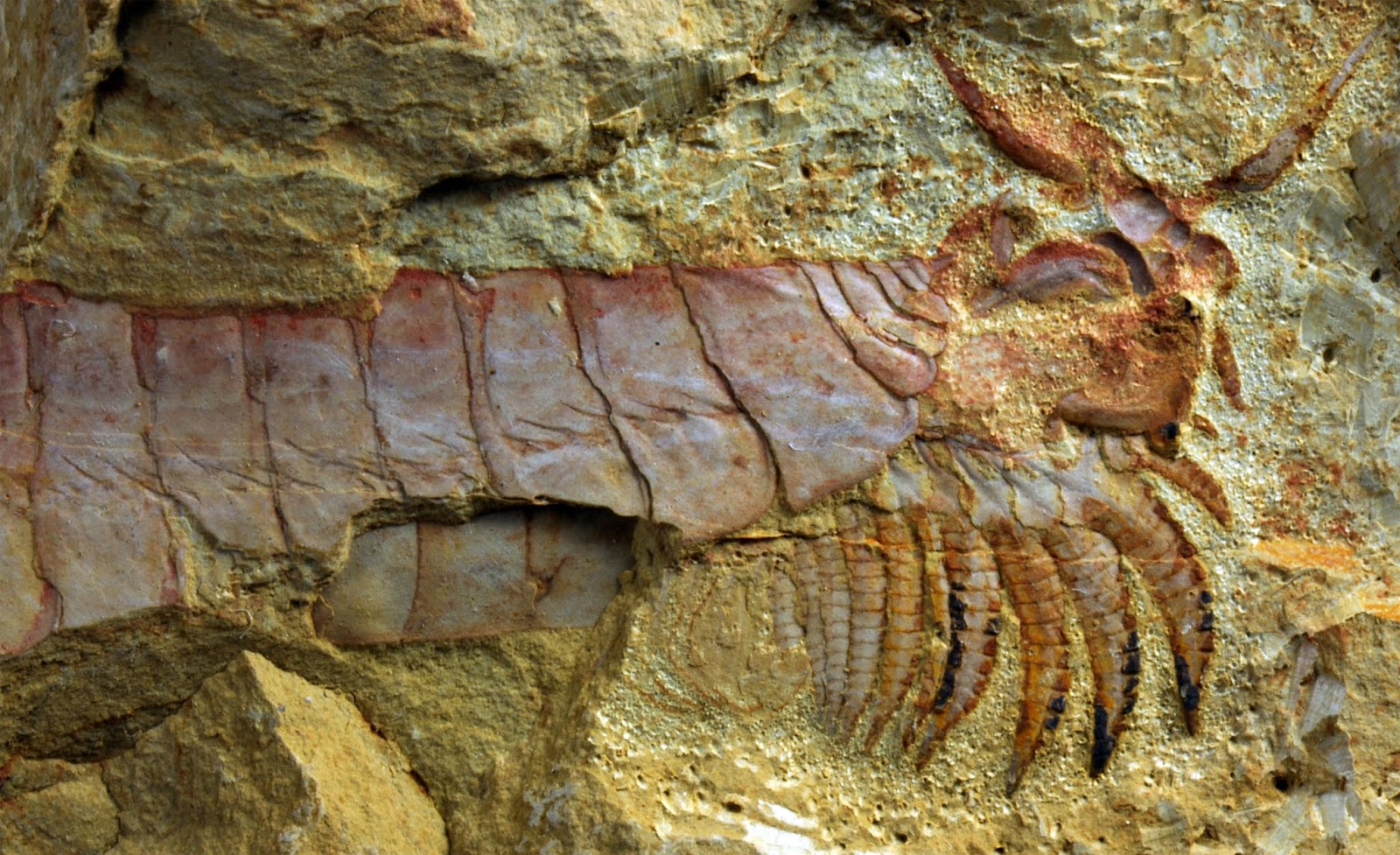 Hewan mirip udang yang panjangnya bisa mencapai 2 meter, menguasai lautan 470 juta tahun lalu.