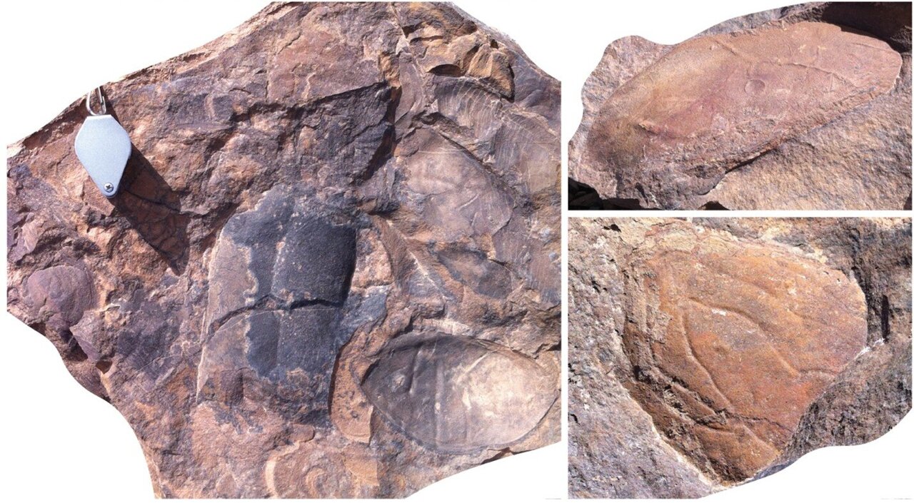 Segala sesuatu yang baru tentang daerah ini - sedimentologi, paleontologi, dan bahkan pelestarian biota - semakin menegaskan pentingnya biota Fezouata.