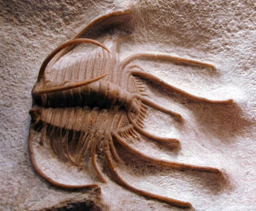 Fossil yang ditemukan di bebatuan ini termasuk elemen-elemen mineral (misalnya cangkang), tetapi beberapa juga menunjukkan keawetan yang luar biasa dari bagian-bagian lunak seperti organ-organ dalam.