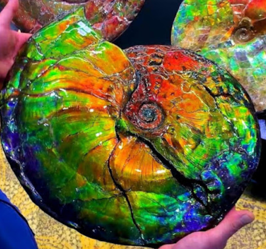Fosil ammonite raksasa yang berusia sekitar 71 juta tahun.