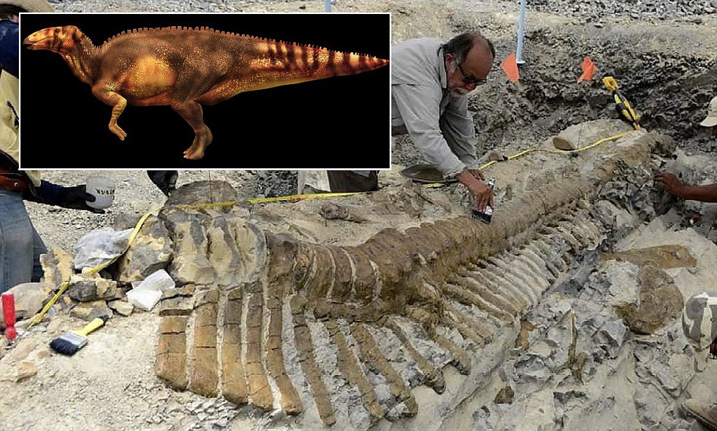 Fosil ekor dinosaurus yang berusia 72 juta tahun di Meksiko.