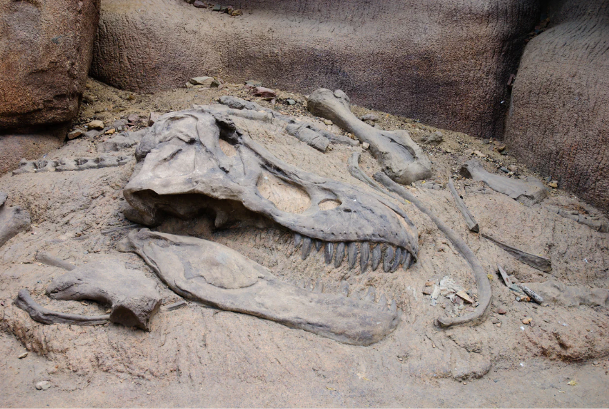 Fosil ekor dinosaurus yang berusia 72 juta tahun di Meksiko.