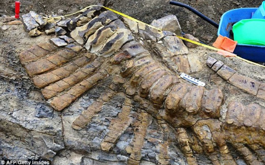 Ekor dinosaurus yang panjangnya sekitar lima meter ini ditemukan dalam kondisi yang sangat baik.