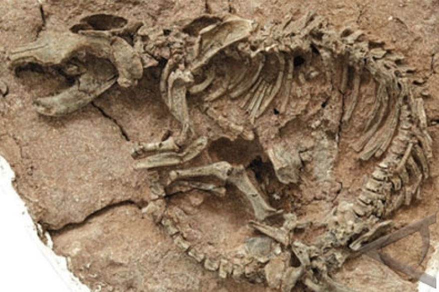 Penemuan ekor dinosaurus ini sangat langka.