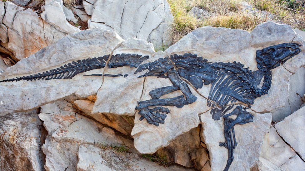 Penemuan Mumi Dinosaurus