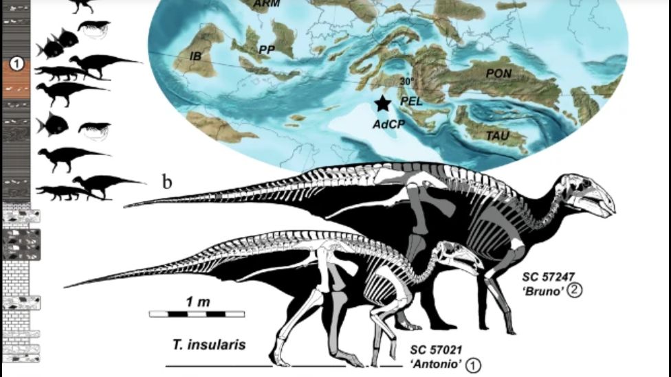 Kerangka dinosaurus