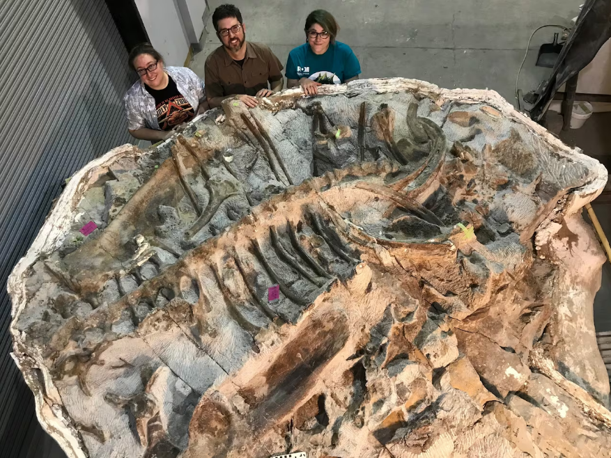 Ankylosaur memiliki tubuh pendek, berat, dengan pelindung keras dan ekor bertonjolan mirip gada yang digunakan sebagai senjata dan alat perlindungan.