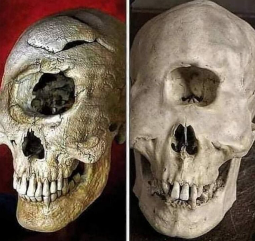 Tengkorak dengan lubang hidung sangat besar di tengah tengkorak.