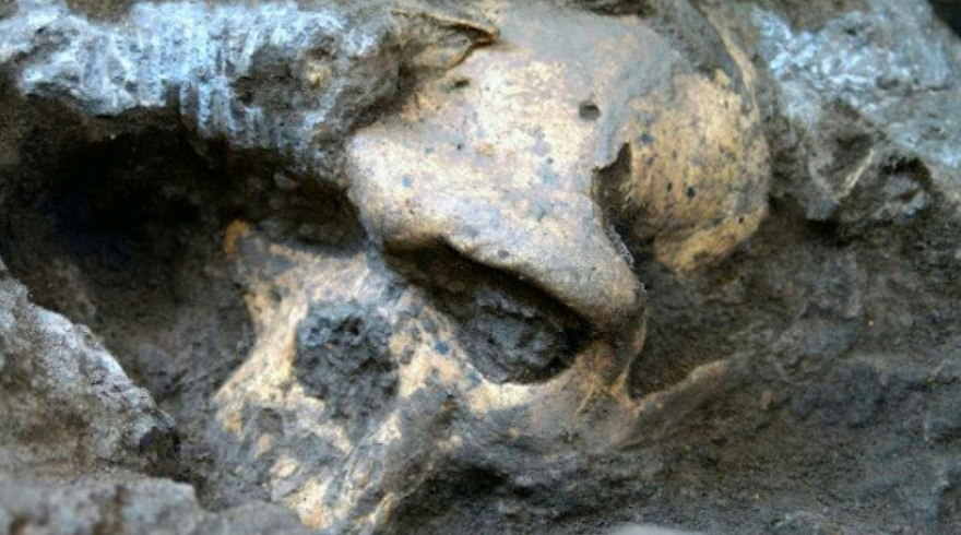 Tengkorak Purba Skull 5 atau D4500 1,85 Juta Tahun