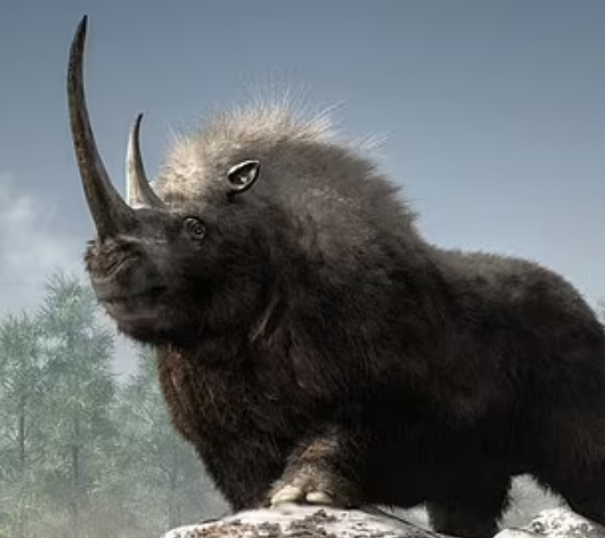 Badak megafauna.