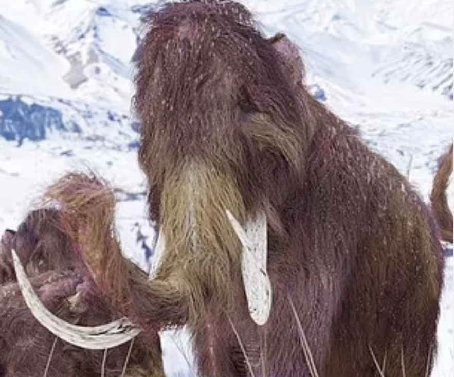 Mammoth