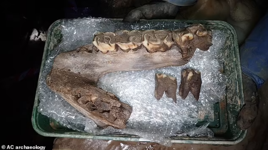 Penemuan seperti gigi mammoth atau gigi badak.