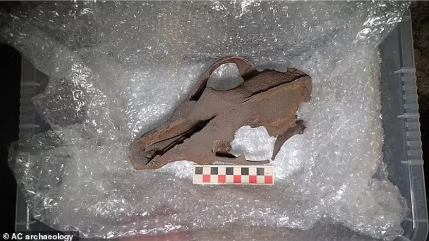 Sisa-sisa megafauna.