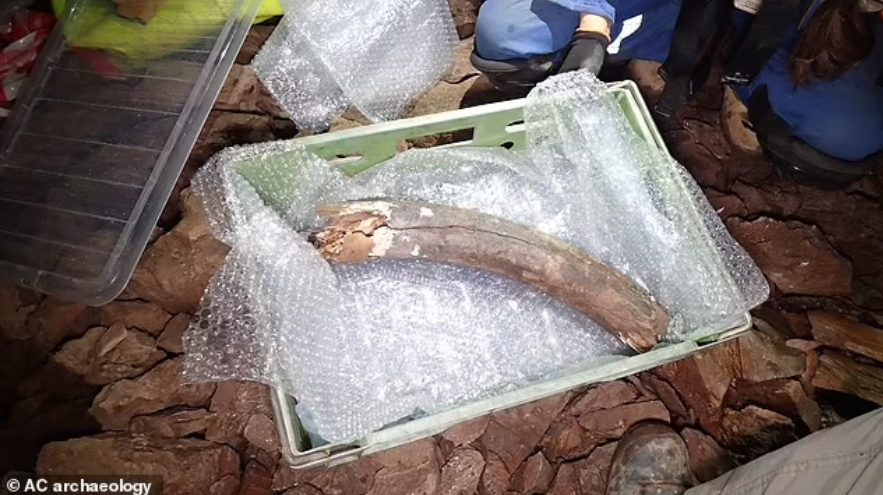 Penemuan tulang seperti gading mammoth atau tanduk badak.