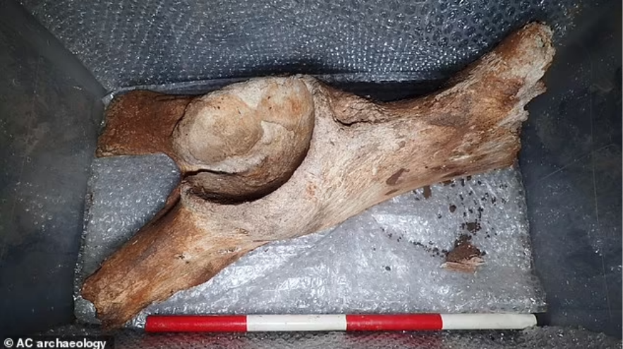Sisa-sisa tulang megafauna.