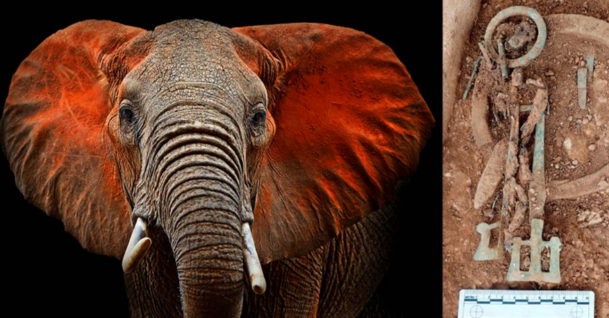 Gading itu berasal dari gajah yang hidup sekitar 6.400 kilometer dari Inggris.