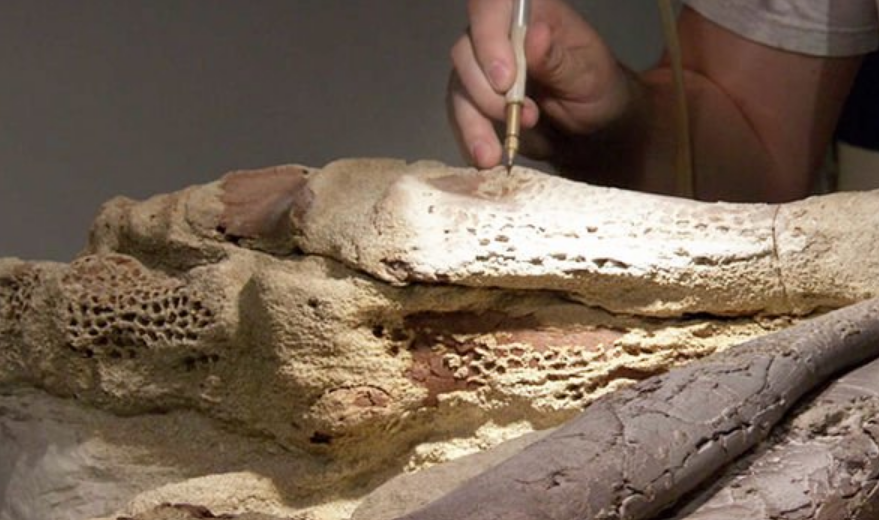 Brachylophosaurus muda yang ditemukan memiliki panjang lebih dari 20 kaki dan berat lebih dari 2.000 pound.