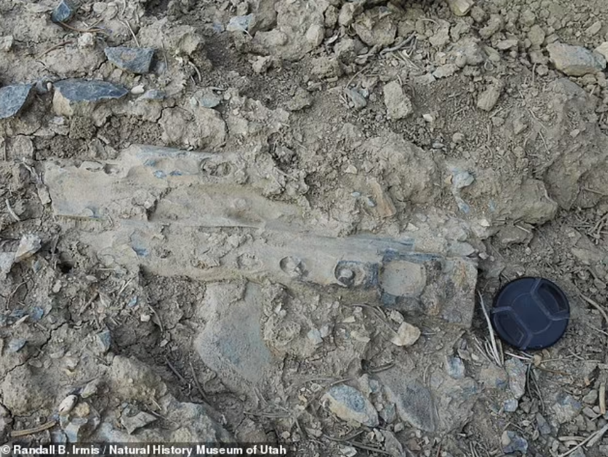 Penemuan tulang dan gigi kecil yang berasal dari embrio dan bayi ichthyosaurus.