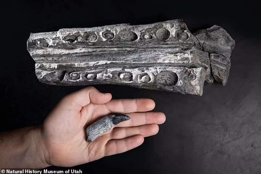 Penemuan tulang dan gigi kecil yang berasal dari embrio dan bayi ichthyosaurus.