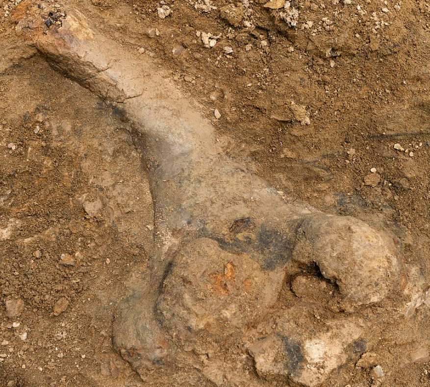 Tulang kaki triceratops