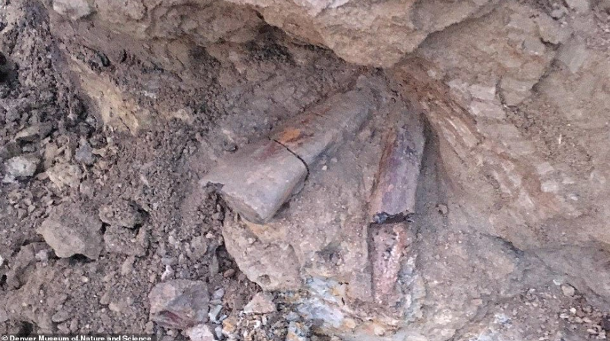 Tulang triceratops berusia 68 juta tahun.