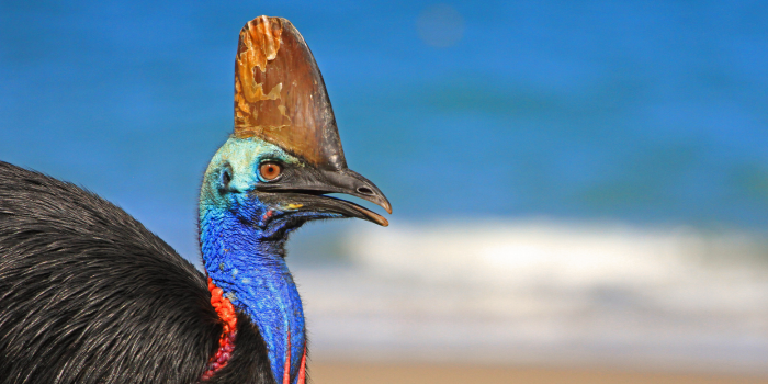 Burung  Kasuari