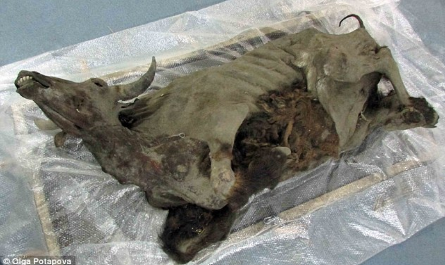 Mumi bison purba berusia 36.000 tahun.