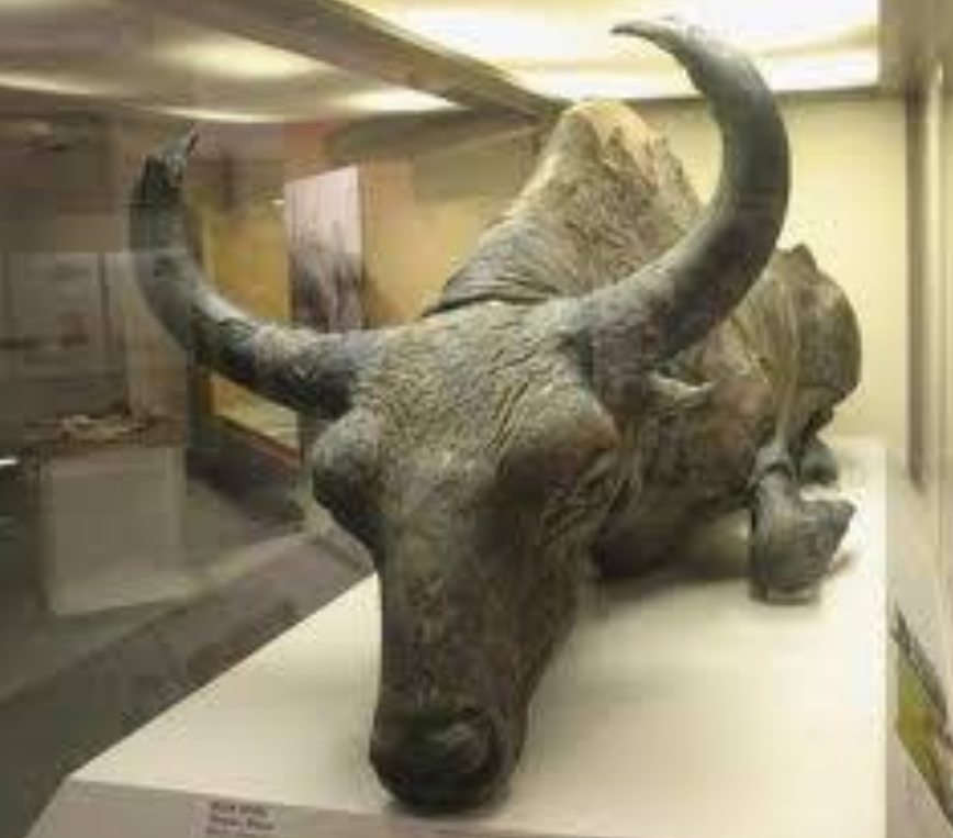Mumi bison purba berusia 36.000 tahun.