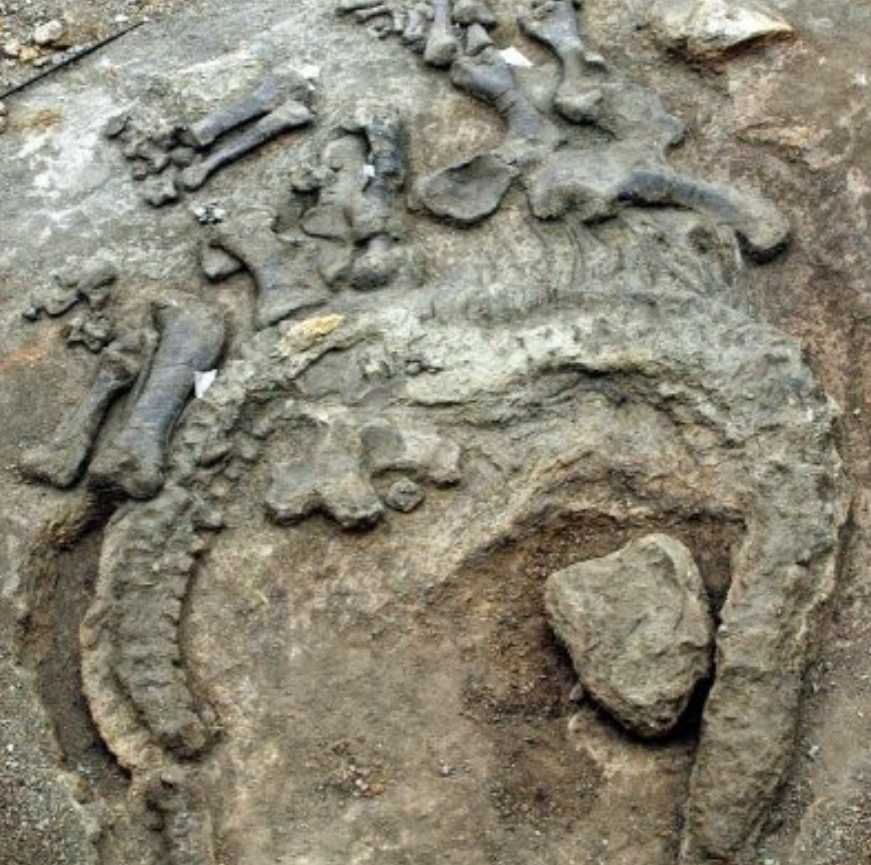 Penemuan fosil dinosaurus Camarasaurus yang 95% utuh.