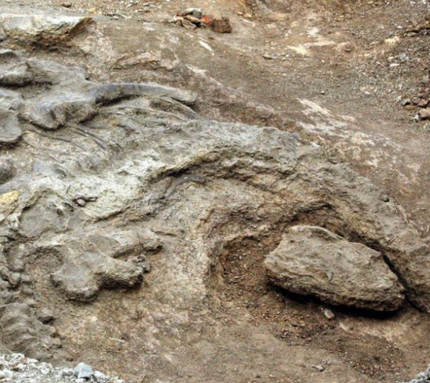 Penemuan fosil dinosaurus Camarasaurus yang 95% utuh.