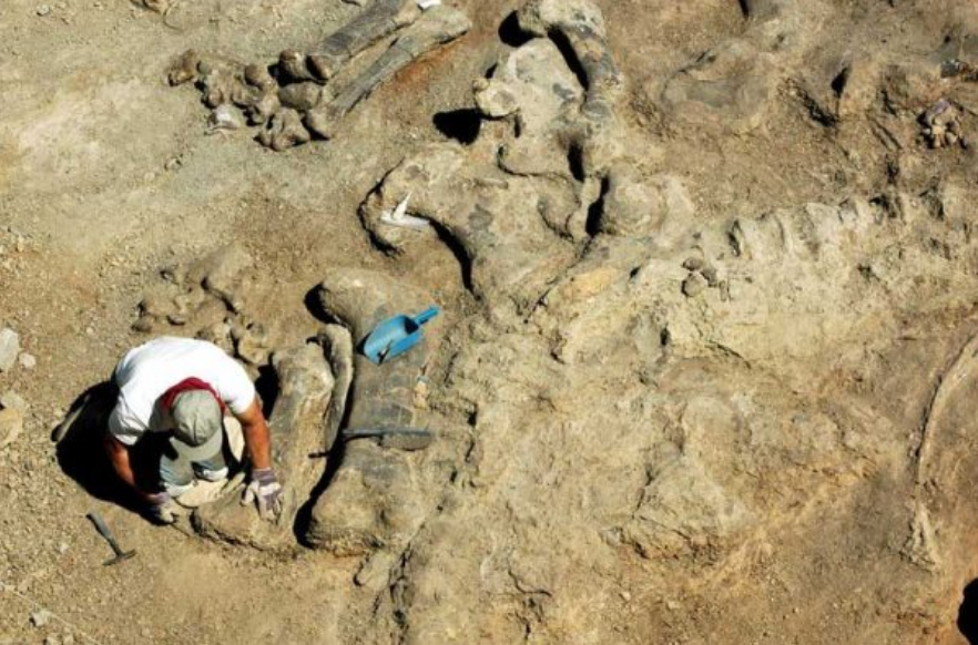 Penemuan fosil dinosaurus Camarasaurus yang 95% utuh.
