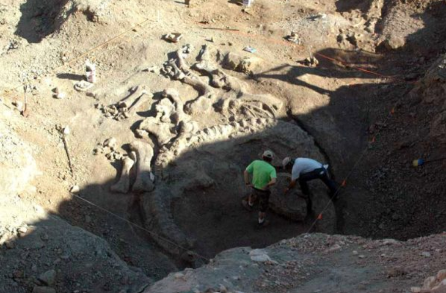 Penemuan fosil dinosaurus Camarasaurus yang 95% utuh.