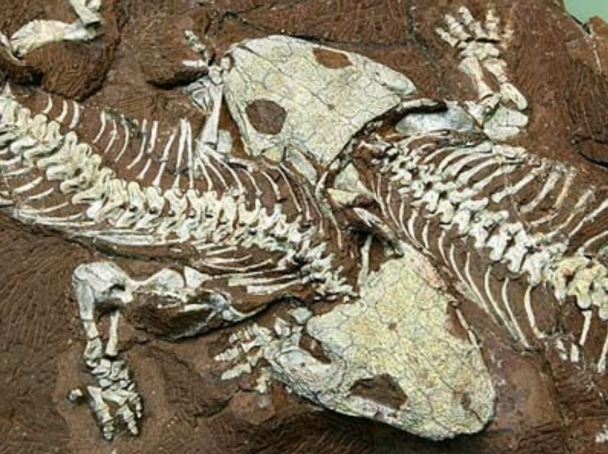 Fosil dinosaurus yang dipamerkan.